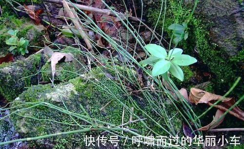 笔头草|生于路旁,俗称“节节草”,好多人不知道它是宝,有啥珍贵?