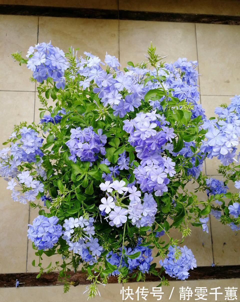 蓝雪花|7种“省心花”，耐阴、耐旱，不招虫、生病少，还特爱开花