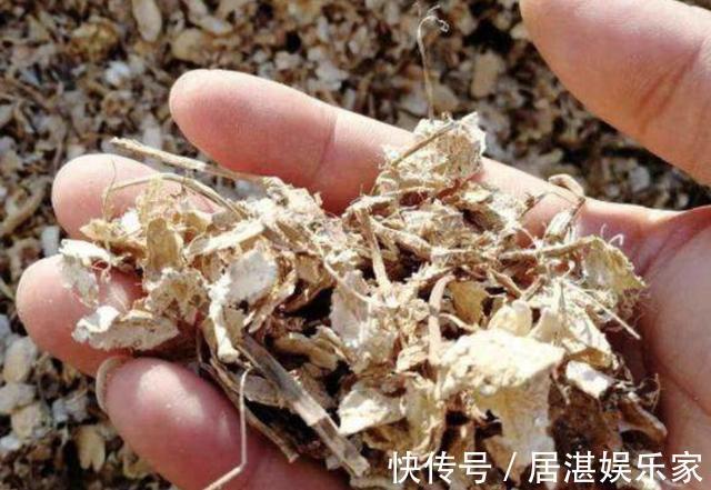 土壤养分不足盆里放“3种料”,疏松、透气、又肥沃,花卉爆盆