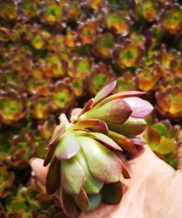 多肉界“大魔头”黑法师，砍了一个“大头”，爆出几十个“崽子“