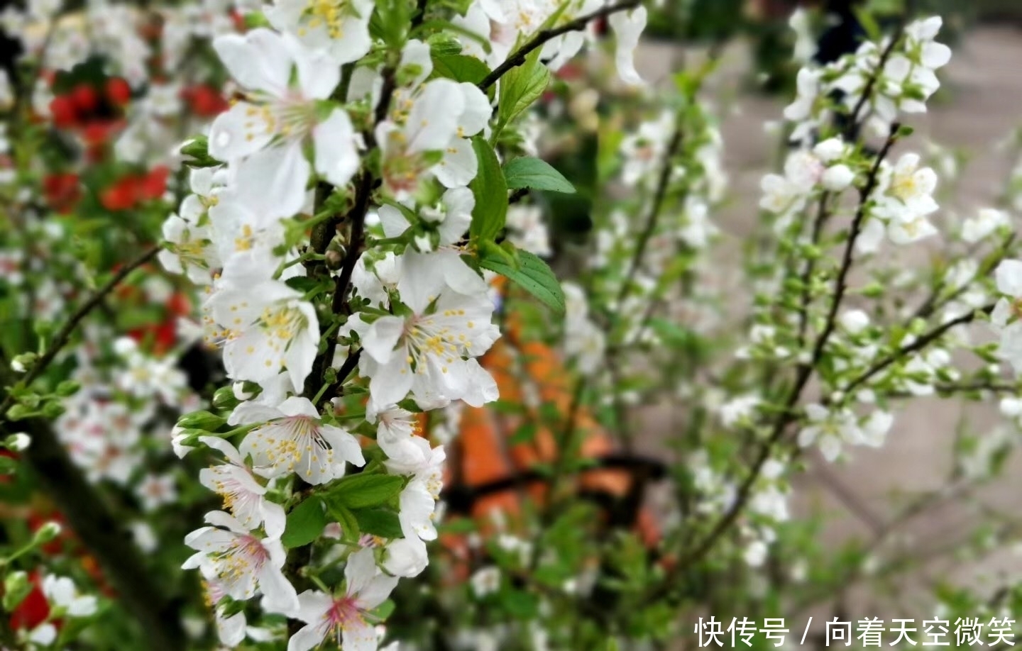 春季出游，赏花去新津花舞人间