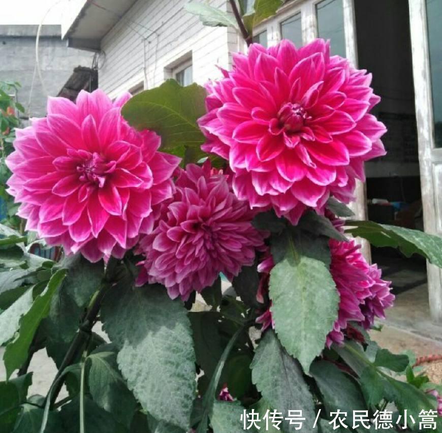 大红色|露台、小院可养一种花，花比碗口大花色鲜艳，开不停