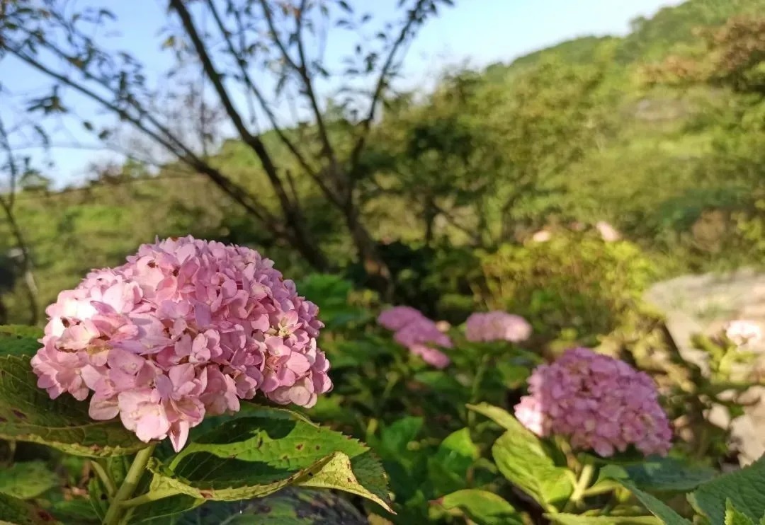 花海|巴南云林天乡的初秋，竟然还能看花海，约不约？