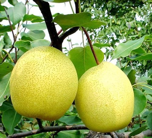 延缓衰老|春天,适合常吃3种食物,提高免疫力、延缓衰老、早吃早好