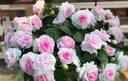 聪明人都养4种花，好养又漂亮，一开就是300多天！