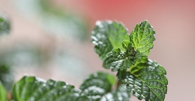 4种花草也“相克”,难怪怎么都养不好,原来被“克”住了!