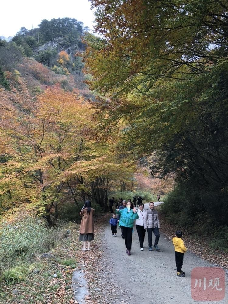  野生动物短|今秋去青川唐家河不只看红叶，还有这些好事……