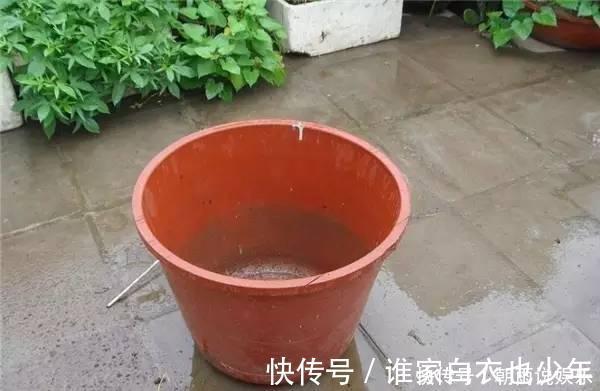 莲藕|大妈用水桶种莲藕,没想到藕多得把桶都撑破了,方法还那么简单!