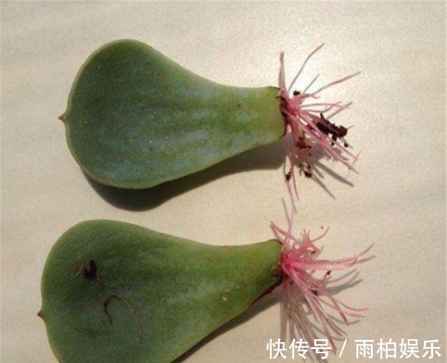 家庭养花，塑料瓶是“宝贝”，学会5个使用“小妙招”，一生受用