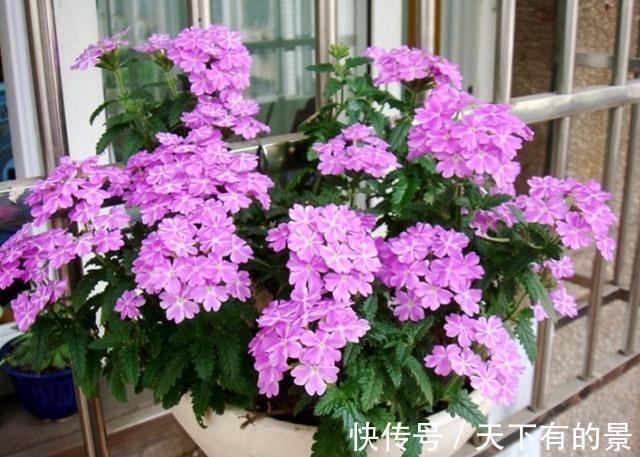 养花|新手养花只有“养不好”和“养死”吗?小花匠告诉你答案,很简单