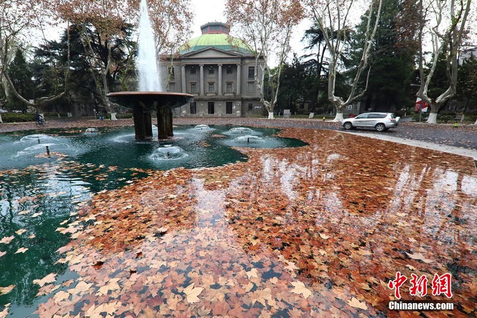 飘飘|南京东南大学落叶飘飘“醉”美校园