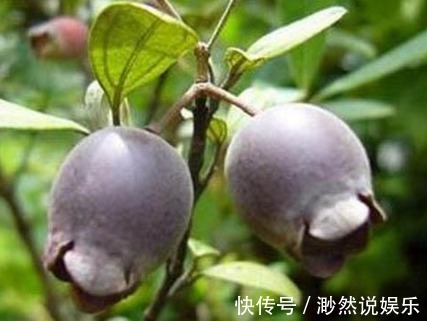 高产|助阳补阴,明目壮肾的乌饭子,农民掌握种植要点,收获高产乌饭子