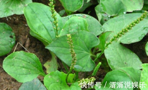 农村|农村一种野草,农民经常用来治疗感冒,城里可以卖到几十块一斤