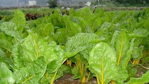  值得|对身体有益的3种食物，值得天天吃一些，排毒养颜、改善肤质