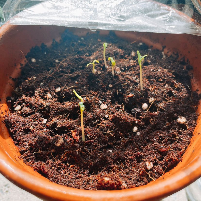 养花换下的旧土别扔，3招让土肥的流油，省下一笔养花钱