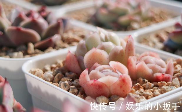 多肉过冬有“5怕”,避开了,零下五度冻不死,还能越冻越美丽