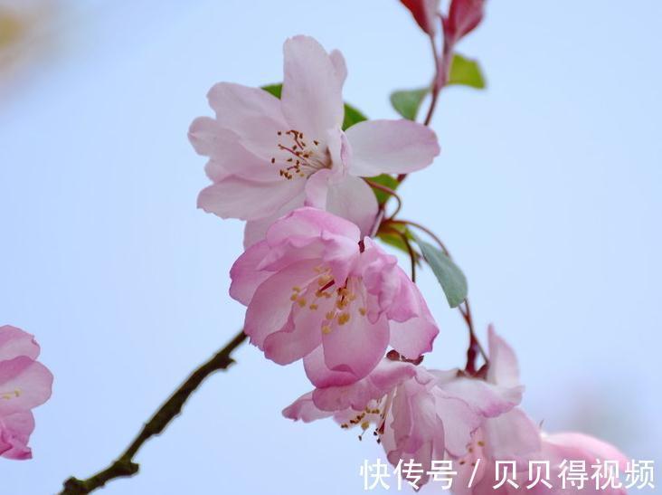 花香在世界排名前三的花,闻一闻精神百倍,你家有养么