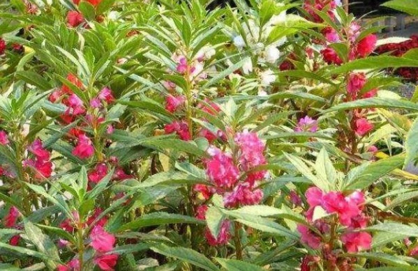 野花|十个人九个腰疼,此野花泡水喝,通经活络,腰不疼了,好处多多