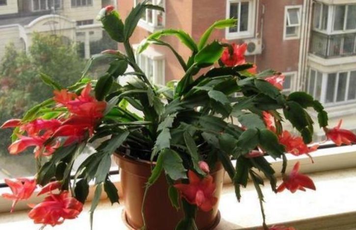 养花期|4种花要“勤”浇水,浇水多开花多,不然叶片发黄不开花