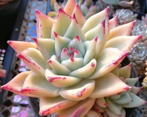 养多肉如何浇水？掌握几个技巧，四季都美美哒