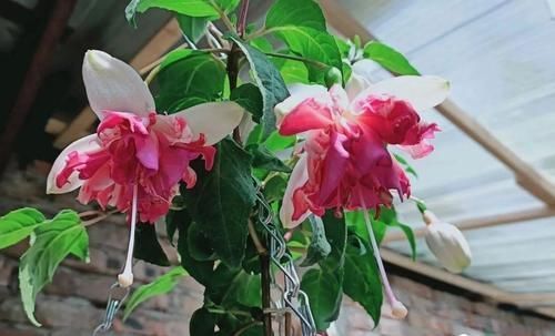 4种“开花机器”，现在养一盆正合适，放在家里三季有花，四季有景！