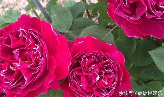 新手|新手养花,就选“开花机器”,浓香扑鼻,比茉莉都香!