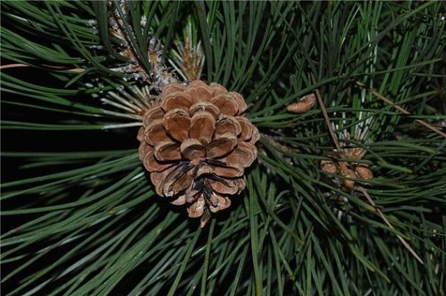 “不起眼”的东西垫盆底,营养土都省了,不再有烂根困扰!