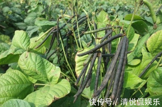 收获|绿豆产量低下,原来方法不对,掌握以下要点,收获吃不完的绿豆