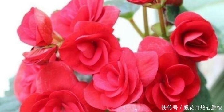 4种花一养就养爆，开花不断，花朵多又艳，直接变成小花园