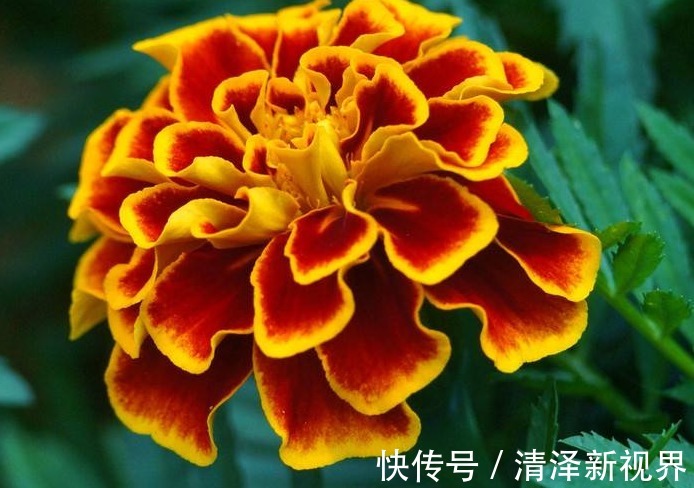 花草匠|此花,花开100天,比月季好养,比菊花好看,播种不到2月就开花