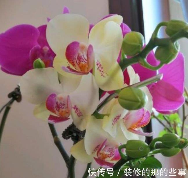 家养此款花卉,开花勤爱爆盆,盛开时繁花似锦,花色美轮美奂