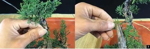风动式的真柏盆景婀娜多姿，撩得我手定要上手一试！