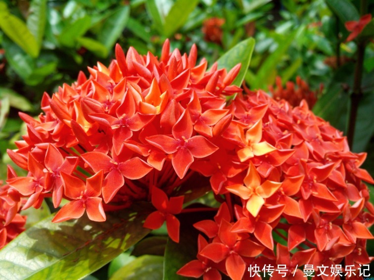 几种花很漂亮,花朵硕大花期长,适合家里养,看看你最喜欢哪一种