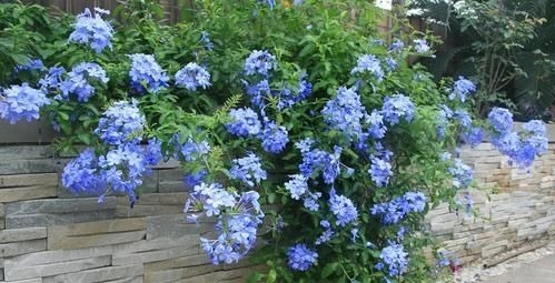 阳台再小，也要养4种花，一年开花230天，轻松开成小花园