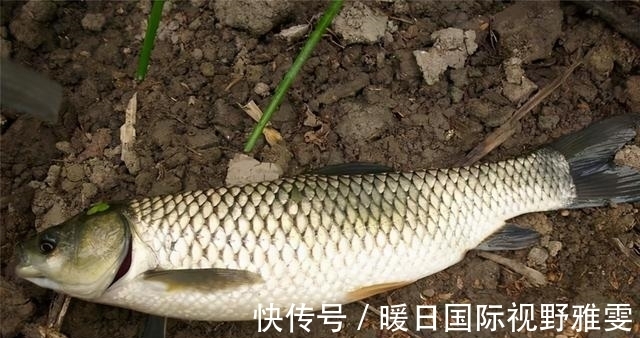 芦苇荡|夏天野钓草鱼的三个技巧，钓位最重要，饵料就在岸边