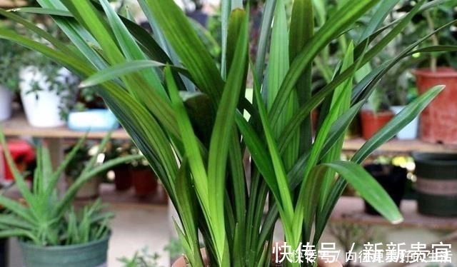 肥厚|给“3种花”换盆,一定不能浇“定根水”,否则烂根多,容易死亡!