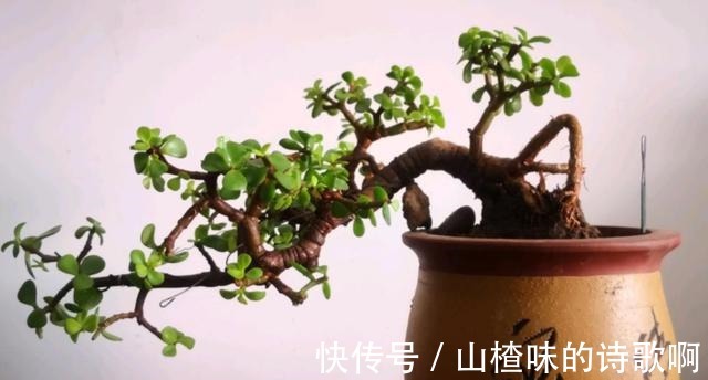 养金枝玉叶盆景，光浇水施肥没用，得会修剪才行，造型好看价值高！