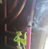 |搞笑GIF:放假送奶奶家,接回来破洞裤不见了