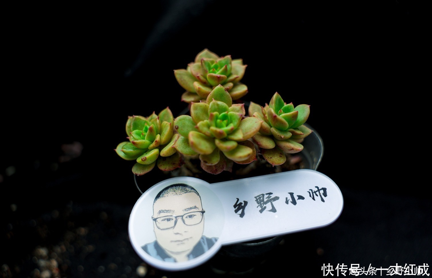 夏天不知道怎么给多肉浇水?听小帅告诉你,夏天可以这样浇水