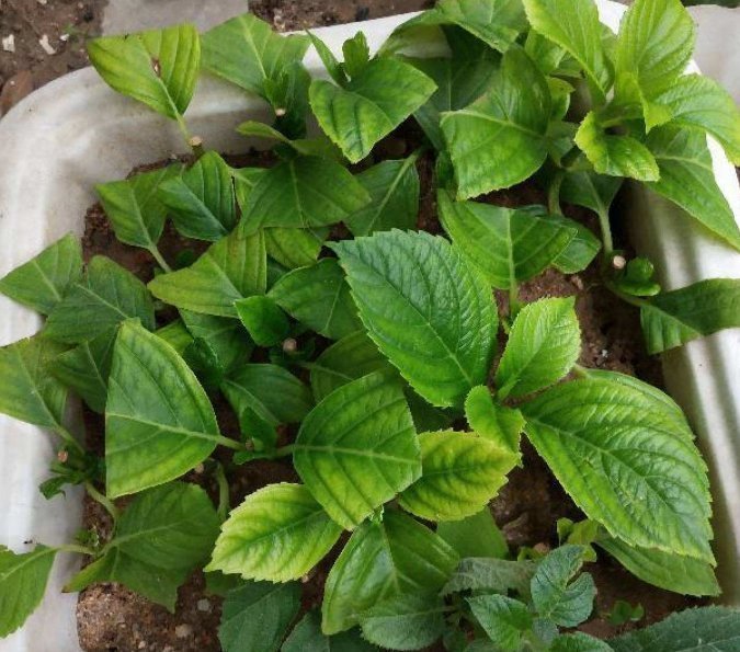 河沙才是养花万能土,家里的花,从不烂根、不黄叶