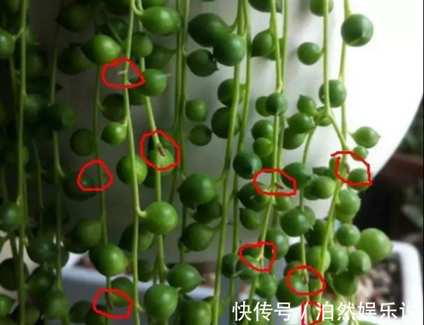 爆盆|养花技巧10种吊兰,好扦插,易爆盆,掐一根一插就是一大盆!