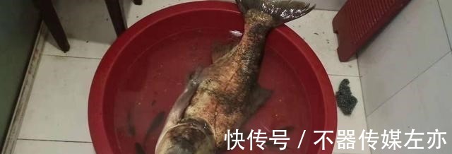 弹簧|野钓鲢鳙,鱼钩、弹簧、毛刷钓组哪种好用?