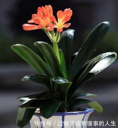 养花就用一种果皮，直接扔盆里，新芽蹭蹭冒，你知道是什么果皮吗