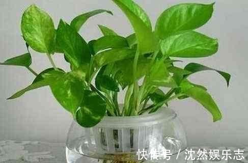 花花|夏天那些水培的花，可以往土里栽了，秋天坐等长爆盆！