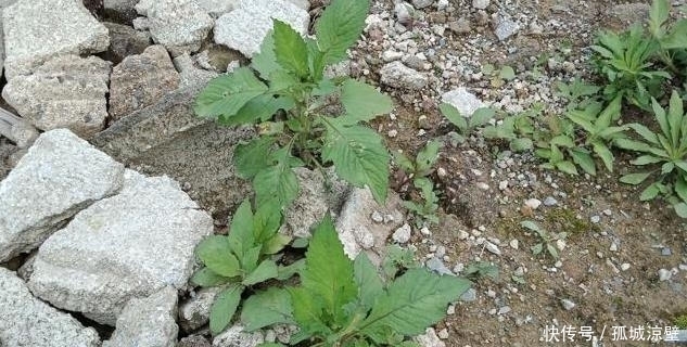 遇见|遇见“它”摘叶子就好,别拔根,因为它的根部作很大