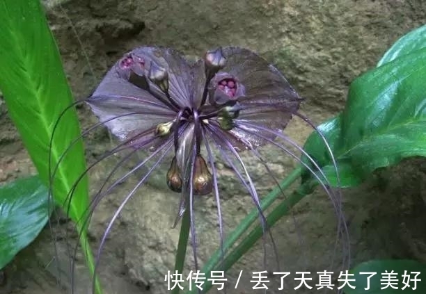 6款黑色鲜花!养过一种就是大神!