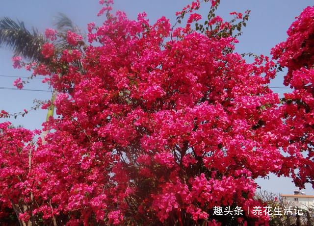 做好“2点”后,三角梅花朵似锦,四季开花不断!