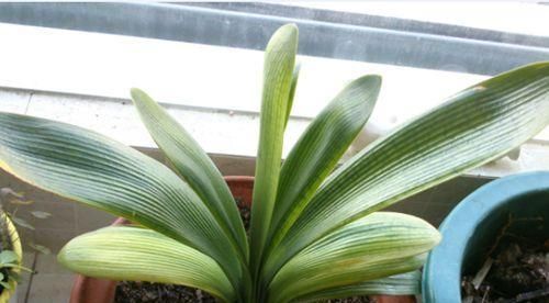 喜欢|君子兰是多晒好,还是少晒好很多人弄反了,难怪黄叶不开花