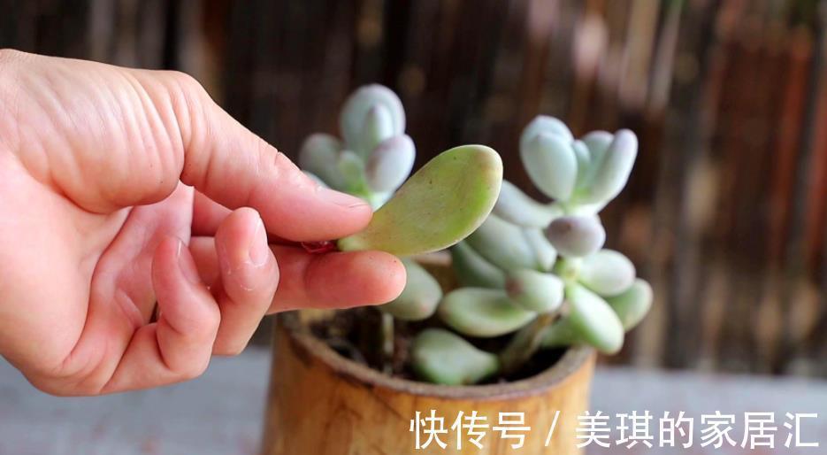 改正|多肉叶子一碰就掉,原来是1件事做错了,及时改正植株健壮长势好