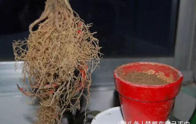 急性贫血|无论养什么花,养好根是基础,用“2种药”倒盆里,根系变更壮!
